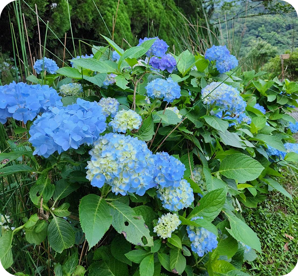 繡球花